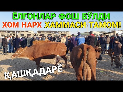 Видео: ЁЛҒОН ИШЛАТИБ ШАРМАНДА БӮЛМАНГ. СИГИР ВА ТАНА НАРХЛАРИ. 8-НОЯБР ҚАШҚАДАРЁ ҒУЗОР МОЛ БОЗОРИ. 2025-ЙИЛ