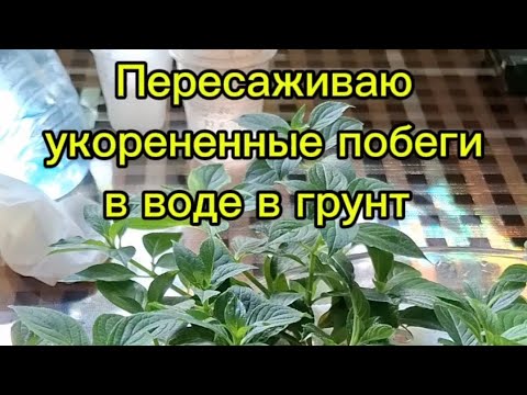Видео: Пересаживаю укоренённые  в воде побеги метельчатых гортензий в грунт..