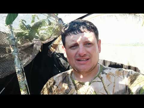 Видео: Охота на вяхиря со скрадка и на перелетах!!!