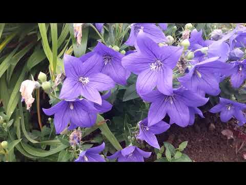 Видео: Ивы в саду. Мои эксперименты.