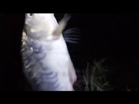 Видео: Ночёвкада Балиқ ови зур булди куриб дам олинг #баликови #рыбалка #fishing #telegram 