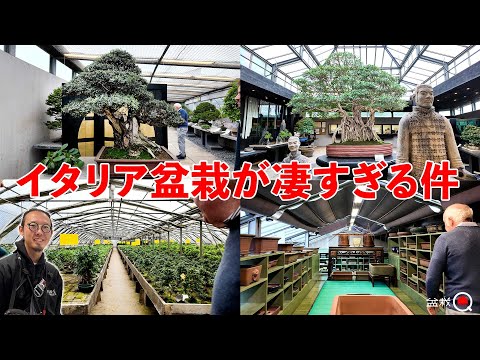 Видео: Он отправился в Креспи Бонсай. ~Канта едет в Италию #1~ [Bonsai Q]