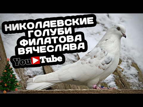 Видео: Николаевские голуби Филатова Вячеслава 2023 ❄️ тел. 8 (927) 689-92-89