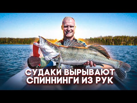 Видео: НОВИЧОК ПОЙМАЛ ОГРОМНОГО СУДАКА