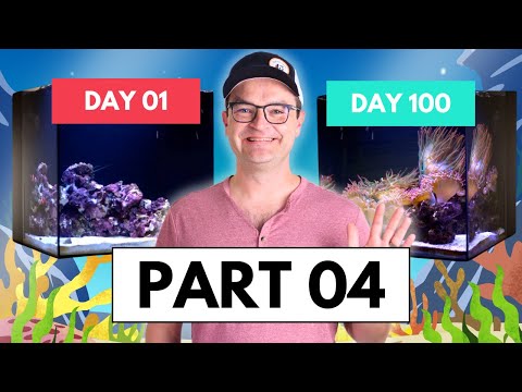 Видео: Часть 4 Кораллы и анемоны