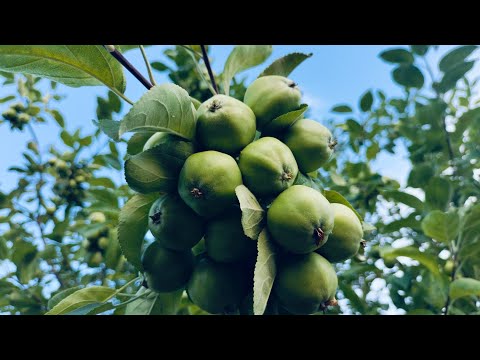 Видео: Жазда не өсіп жатыр///Биыл аз ектім 🫣🙄///Алмага көмілдім///
