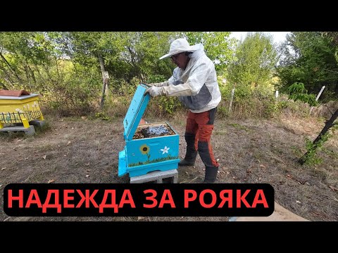 Видео: НАДЕЖДА ЗА РОЯКА