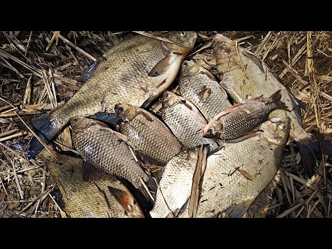 Видео: НЕ РЫБАЛКА, А ЖОР КАКОЙ ТО! ЛОВЛЯ КАРАСЯ и ЛЕЩА ВЕСНОЙ на БОКОВОЙ КИВОК! РЫБАЛКА 2020