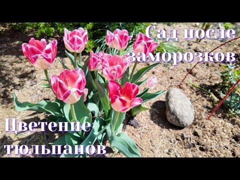 Видео: Сад после заморозков. Цветение тюльпанов.