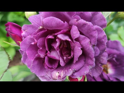 Видео: Розы. Что делать с бутонами роз осенью.