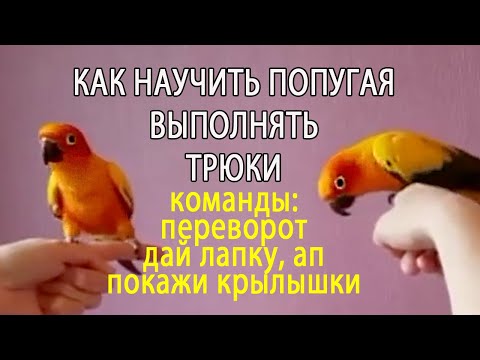 Видео: КАК НАУЧИТЬ ПОПУГАЯ ВЫПОЛНЯТЬ ТРЮКИ