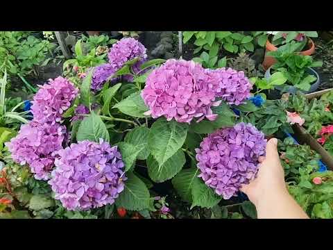 Видео: обрезка не ремонтантных крупнолистных гортензий,для пышного цветения.