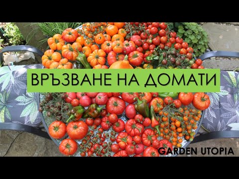 Видео: Доматен урожай | Колтучене и връзване на домати за богата реколта