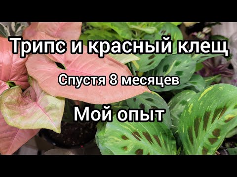 Видео: Трипс и красный клещ на комнатных растениях, 1 ОБРАБОТКА ДАЛА РЕЗУЛЬТАТ?? До-после, чем травила