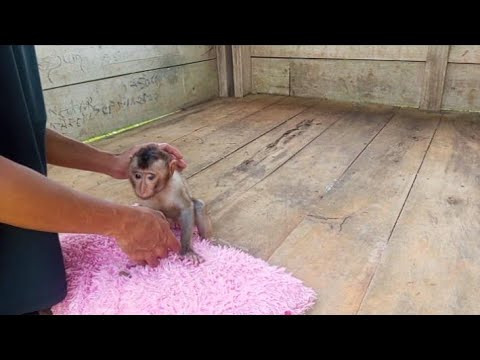 Видео: ПОДУШКИ — ОДИН ИЗ СПОСОБОВ УСПОКОИТЬ ДЖОНИ 🤭🤭