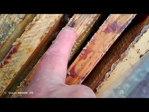 Видео: Срочно охлаждаем гнезда