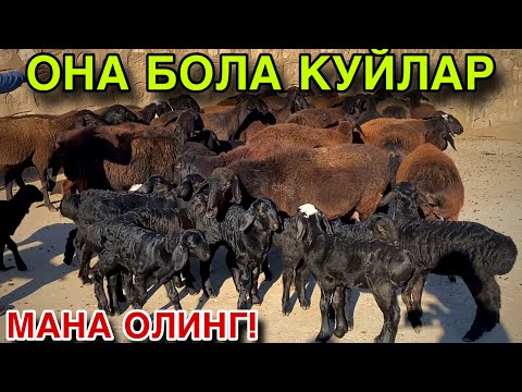 Видео: БАРАКАЛИ КУЙЛАР! БИР БИРИДАН ЗУР ОНА БОЛА КУЙЛАР СОТИЛАДИ! Кашкадарё ГУЗОР КУЙЛАРИ! 