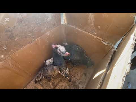 Видео: 19.10.2025.👍👍👍ИНДЮК НАРХЛАРИ ГАЙБУ  ПАРРАНДА БОЗОРИ 