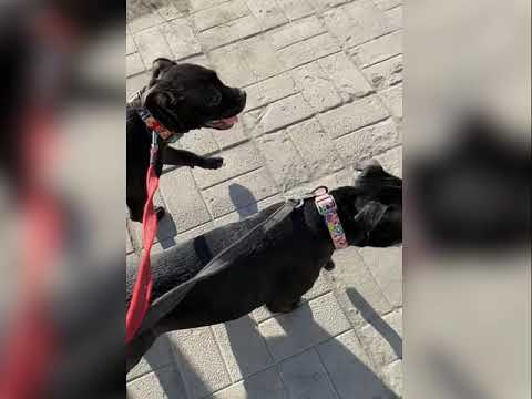 Видео: Стаффордширский бультерьер