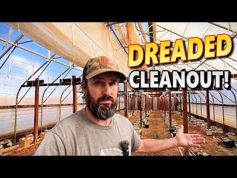 Видео: Я ТЕРПЕТЬ НЕ МОГУ УБОРКУ ТЕПЛИЦЫ ПОСЛЕ СЕЗОНА ПОМИДОРОВ