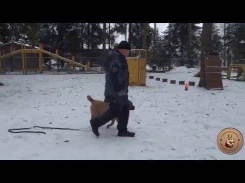 Видео: Ка Де Бо Грант (Алферор Вентус Либертатис) 7 месяцев, дрессировка