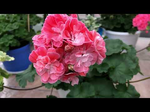 Видео: Пеларгония. Зонартик. Pelargongaragets Hanna Novis. #сортоваяпеларгония