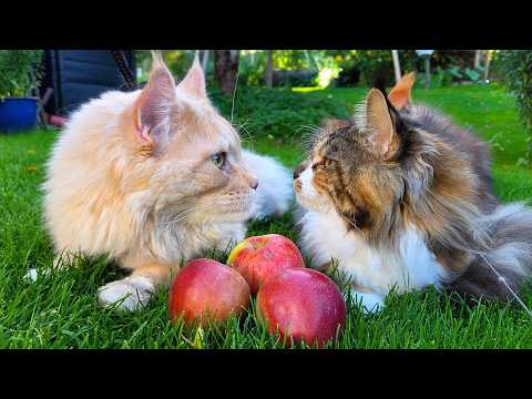 Видео: Собираем яблоки с Бастером и Айрис!