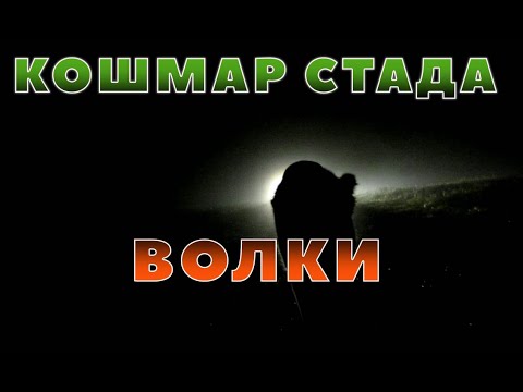 Видео: ВОЛКИ НАПАЛИ НА КОЗ У САМОЙ ДЕРЕВНИ!