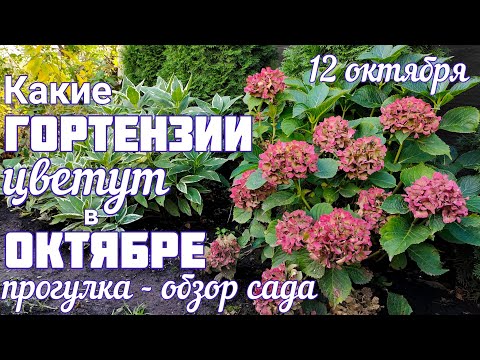 Видео: Эти сорта ГОРТЕНЗИИ ещё ЦВЕТУТ 😲 обзор участка 💐12 октября💐 прогулка по саду