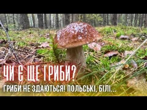 Видео: Грибна хвиля в жовтні! Білі, польські, маслюки, підберезники...