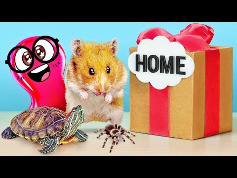 Видео: Строим классные дома для хомяка, паука и черепахи! 🐹🕷️🐢