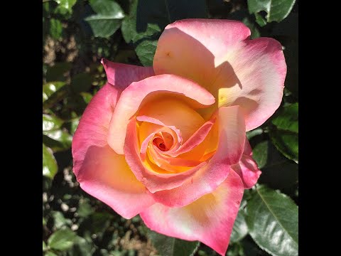 Видео: 25 сортов роз с КРУПНЫМИ цветами! 10-15 см!