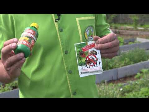 Видео: Борьба с долгоносиком на землянике и не только...