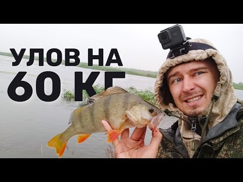 Видео: РЫБАЛКА МЕЧТА! Две ночи, крупный окунь в ямах и мощные сомы .