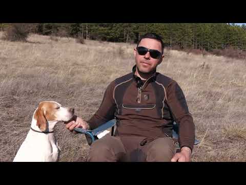 Видео: Най-добрите ловни породи – Английски пойнтер