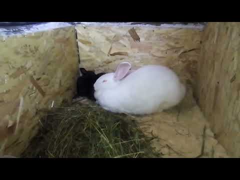 Видео: Кролики. Крольчата подросли.🐇