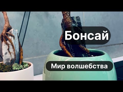 Видео: Бонсай. Мир Волшебства.  N 3. Фикус Микрокарпа с декоративным камнем