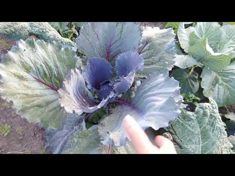 Видео: чи обризкуємо ми білокрилку на капусті кока- колою.??...