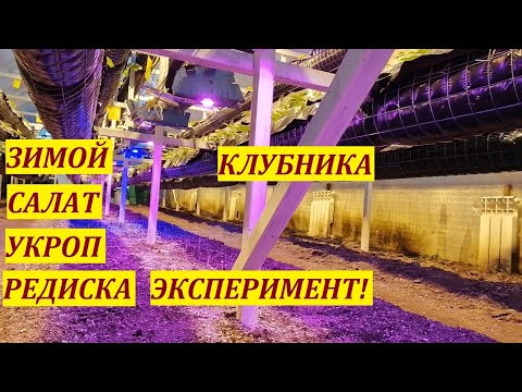 Видео: Редиска, укроп,салат,клубника зимой//Эксперименты