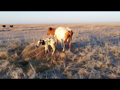 Видео: Ауыл тынысы.Жас төлдер,жайылымдағы малдар.