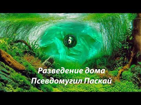 Видео: Разведение Псевдомугил Паскай / Breeding Pseudomugil luminatus