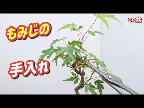 Видео: [Японский клен] Вот что произойдет, если не обрывать новые почки! 😱/ Как сделать бонсай