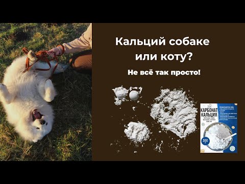 Видео: Всё о кальции для собак и котов: зачем, сколько и как давать? Сколько сыпать кальция на сухом корме?