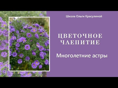 Видео: Цветочное чаепитие. Астры