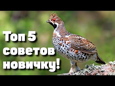 Видео: Охота на рябчика ТОП-5 секретов успеха для новичков!
