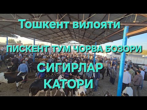 Видео: ТОШКЕНТ ВИЛОЯТИ ПИСКЕНТ ТУМ ЧОРВА БОЗОРИ СИГИРЛАР КАТОРИ 10.09.2025