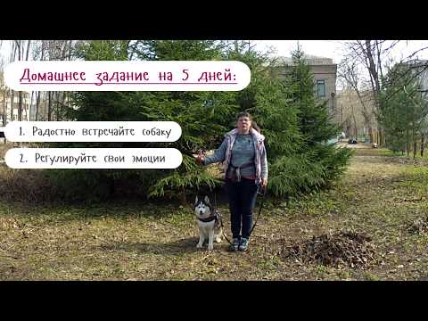 Видео: Урок 1.  Как наладить контакт с вашей собакой