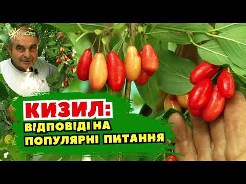 Видео: Кизил: відповіді на популярні питання