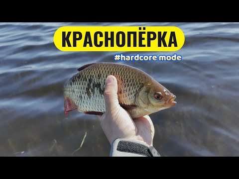 Видео: #мормышинг | ЖИРНАЯ Красноперка на каждом забросе | Gamakatsu LUXXE Yoihime Ten S48AL-solid |