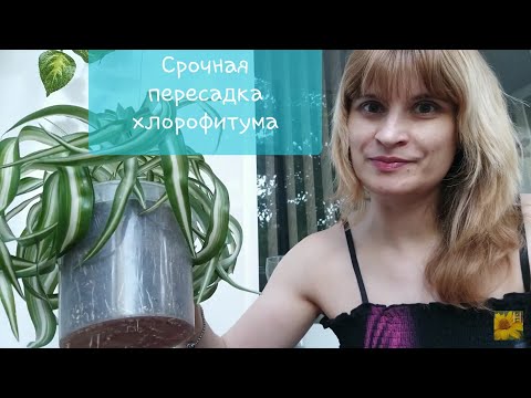 Видео: Комнатные растения. Хлорофитум Бонни. Пересадка, состав грунта, полив, уход, освещение, купание.